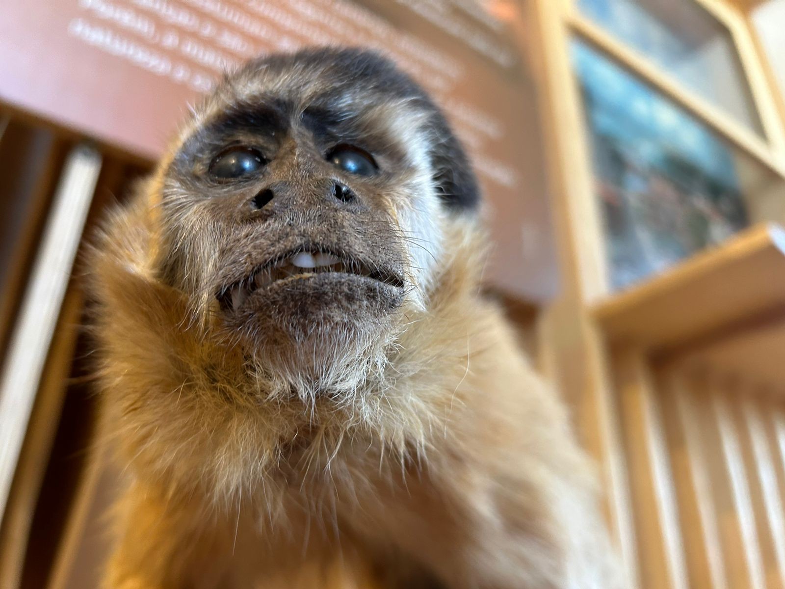 Lembra do macaco Chico? Animal é eternizado após taxidermia e biólogo confirma: 'era fêmea'