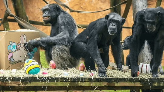 Leões, tigres e suricatas ganham 'ovos' de Páscoa no Simba Safari e no Zoo de SP