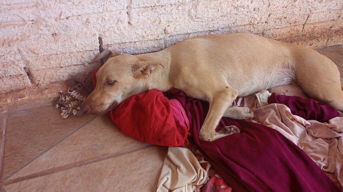 Atropelada em Guaraí, cadela de rua perde movimentos e precisa de cirurgias: 'Se arrasta o dia todo'