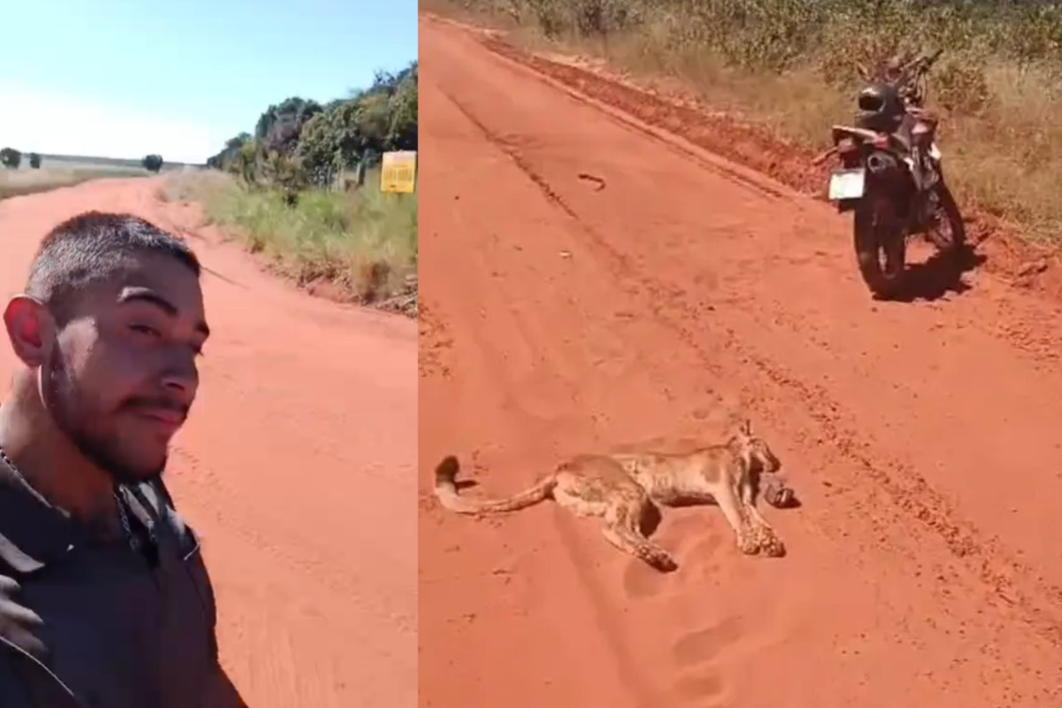 VÍDEO: Onça-parda atacou motociclista em MS? Vítima explica susto em estrada
