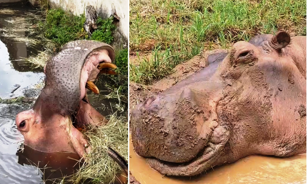 Doente, hipopótamo de 49 anos vai tomar 750 comprimidos em 5 dias em parque no interior de SP