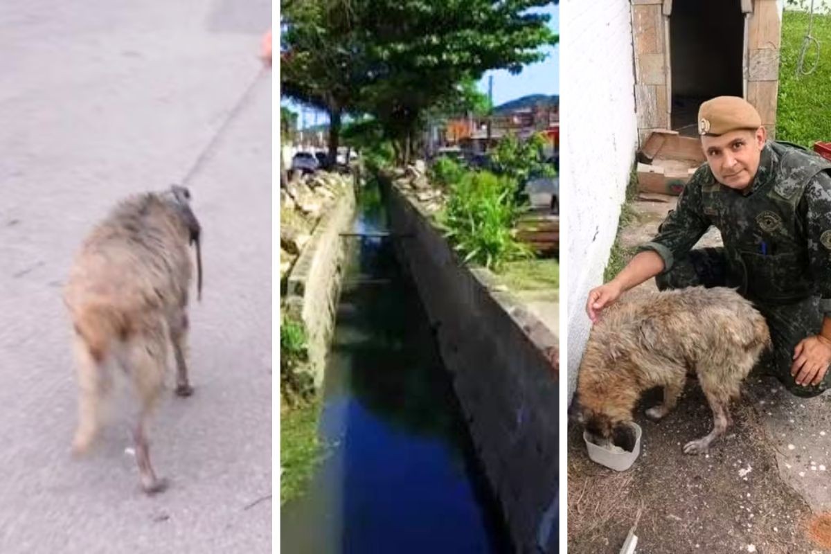 Cachorro é resgatado por PM após passar horas dentro de canal no litoral de SP