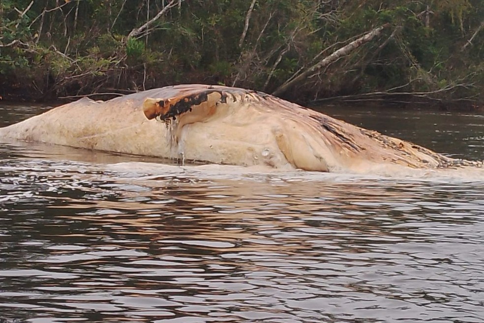 Baleia foi encontrada morta em rio de Itanhaém (SP) — Foto: Arquivo Pessoal/José Expedito