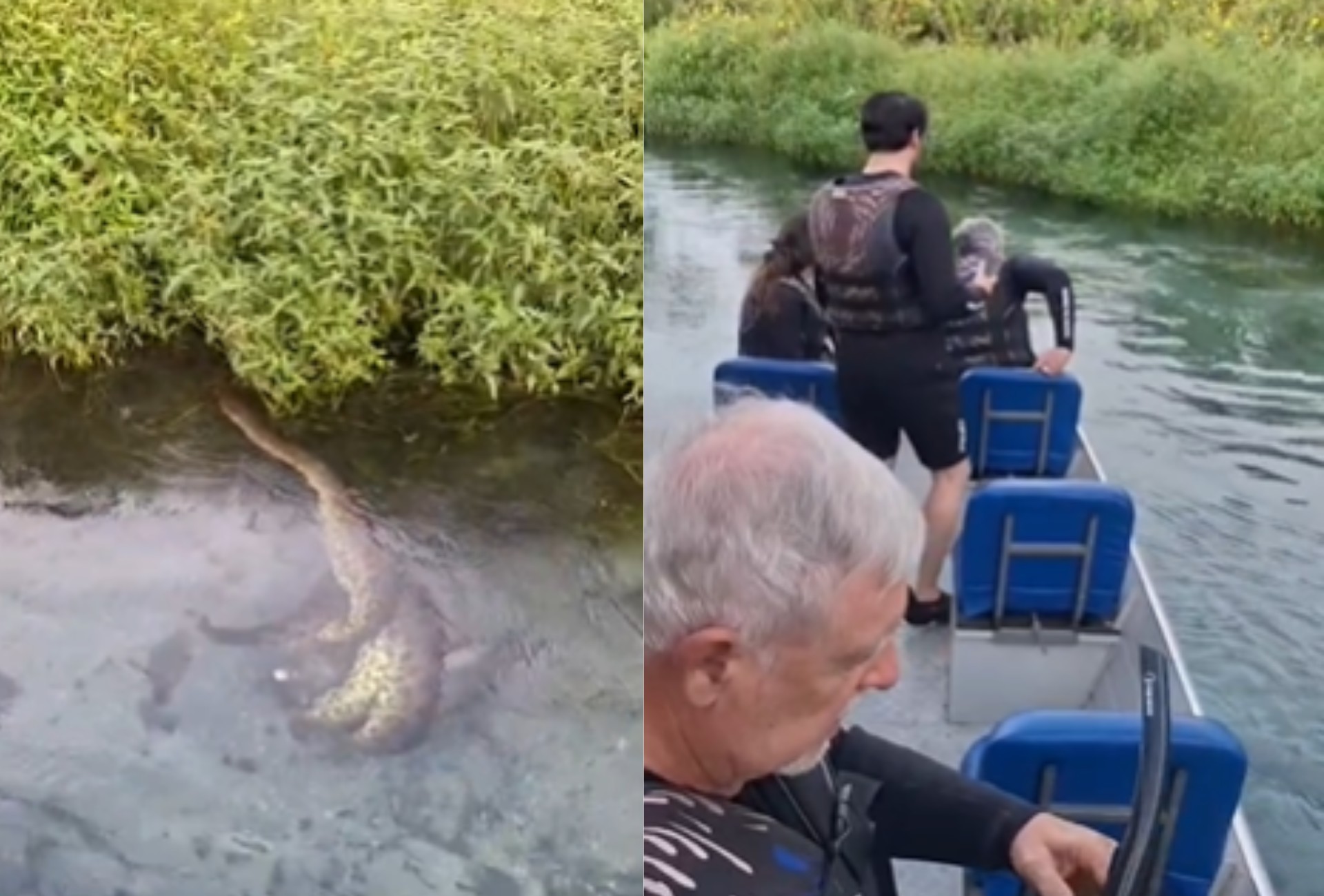Guia e turistas flagram sucuri predando porco do mato em águas cristalinas de MS
