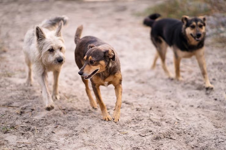 MPPB ajuíza ação para obrigar prefeitura do Sertão a recolher animais soltos 