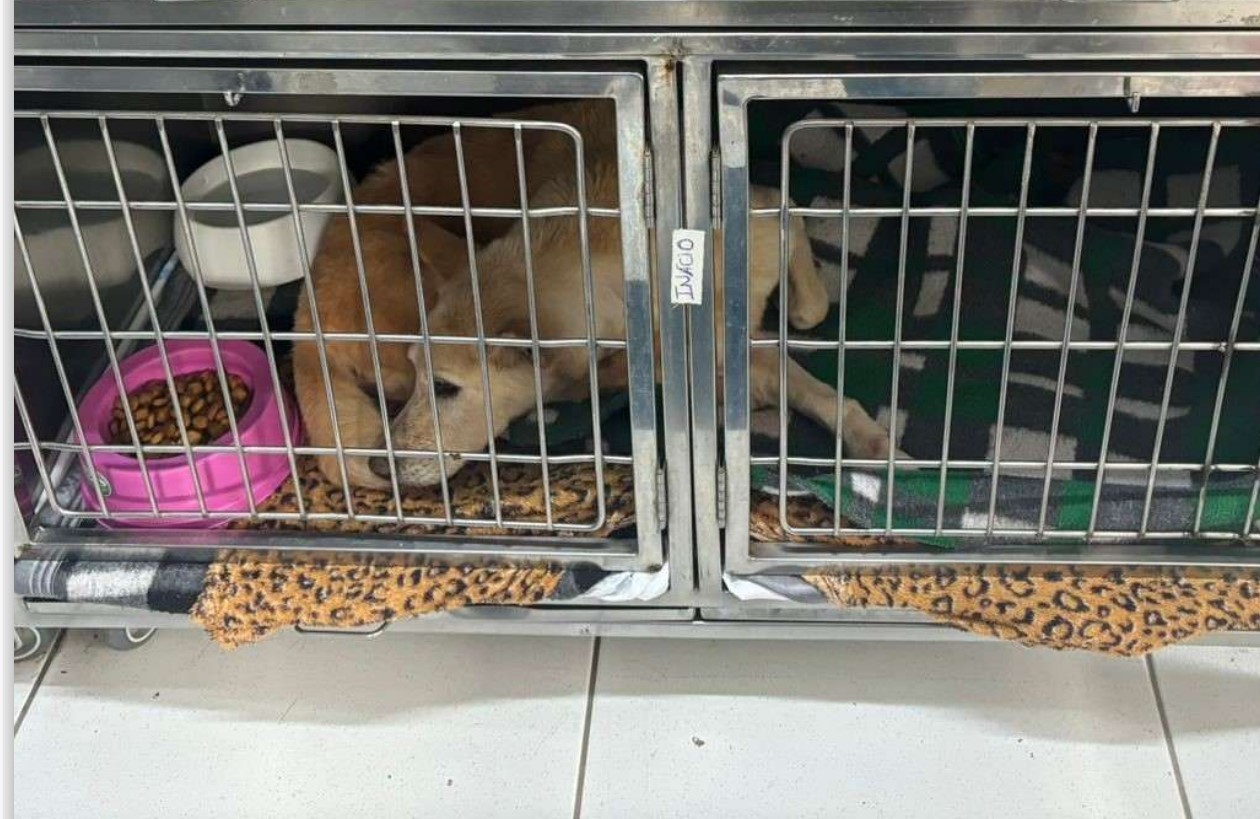 Superlotação, gaiolas pequenas e remédios vencidos: MP pede melhorias na Dibea de Florianópolis após vistoria