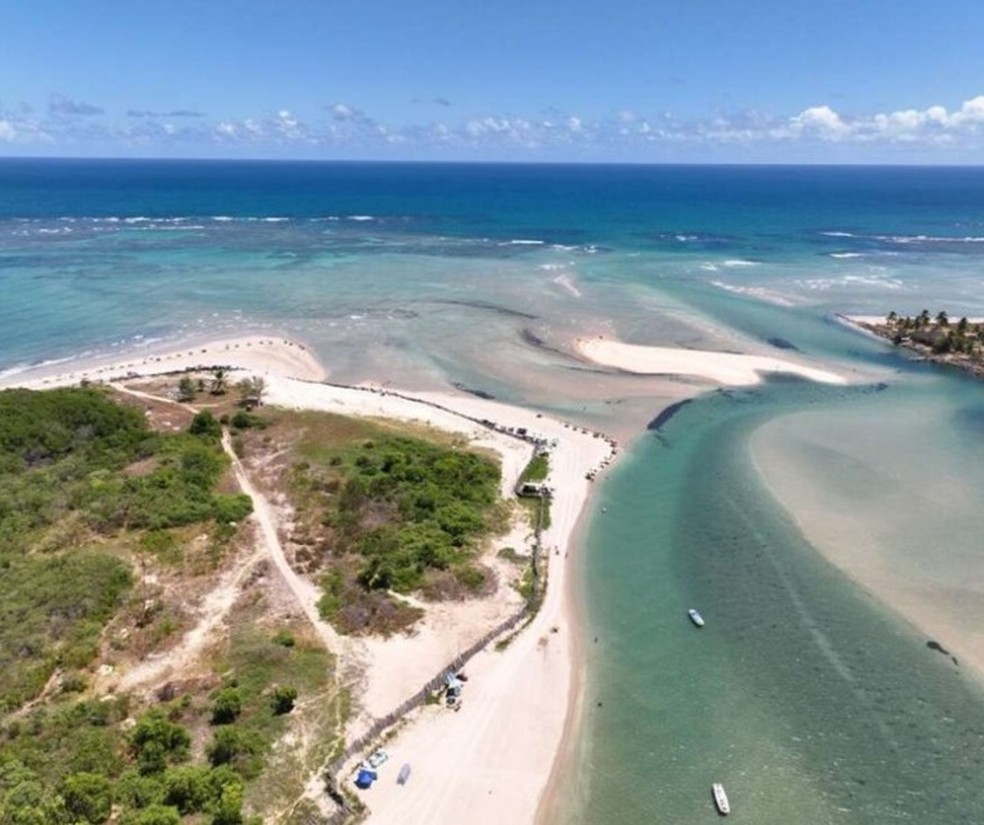 Imagem aérea do Pontal de Maracaípe, em Ipojuca-PE, que mostra o muro de coqueiros instalado no local — Foto: Reprodução/Relatório Ibama