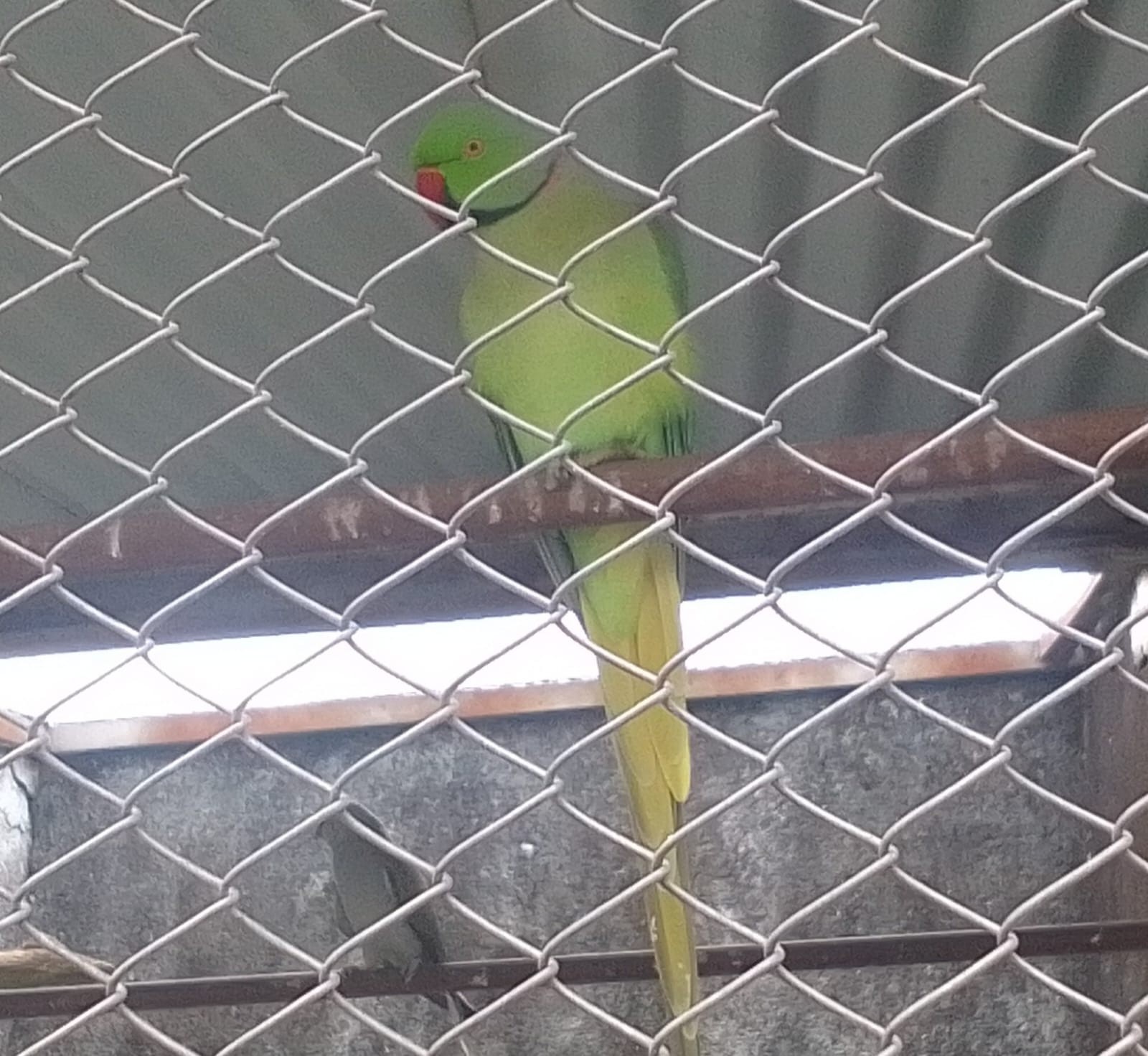 Microempresa em MG é multada em R$ 4,1 milhões por tráfico de aves exóticas