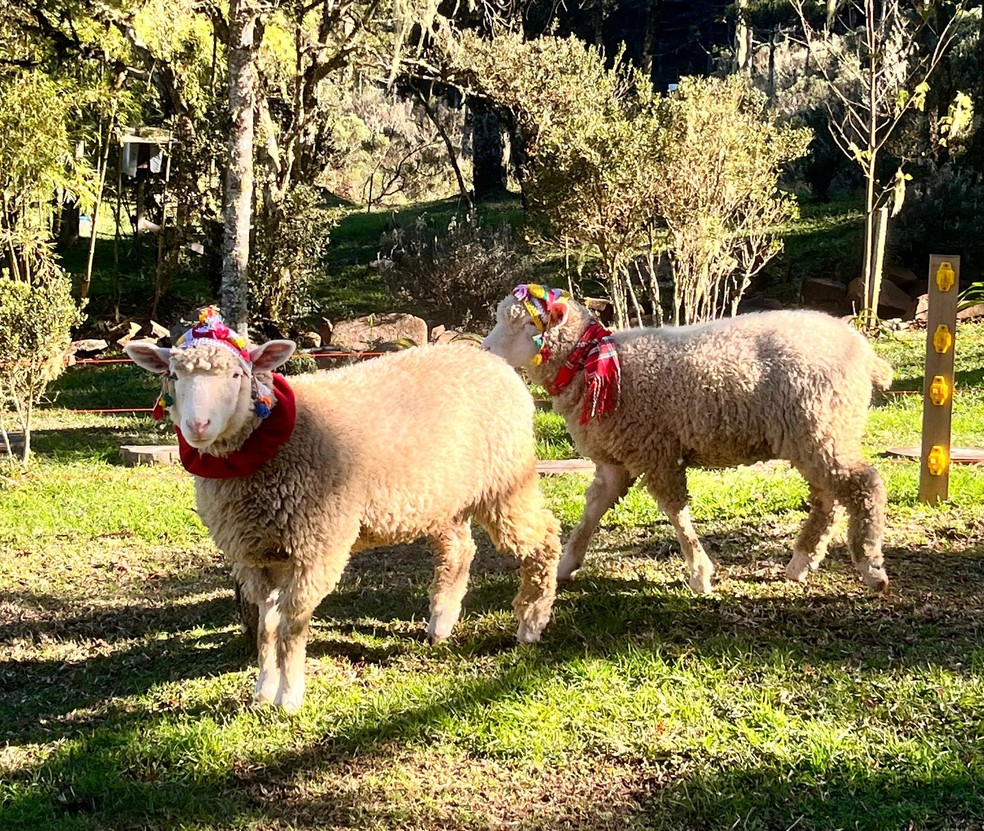 'Pacha' e 'Mama': casal adota ovelhas e aquece animais com touca e cachecol no frio — Foto: Carolina Fernandes/NSC TV