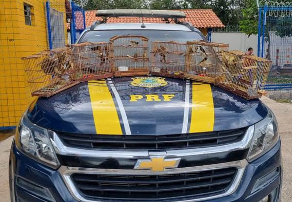 35 aves silvestres são resgatadas em veículo de carga na BR-343, no litoral do Piauí