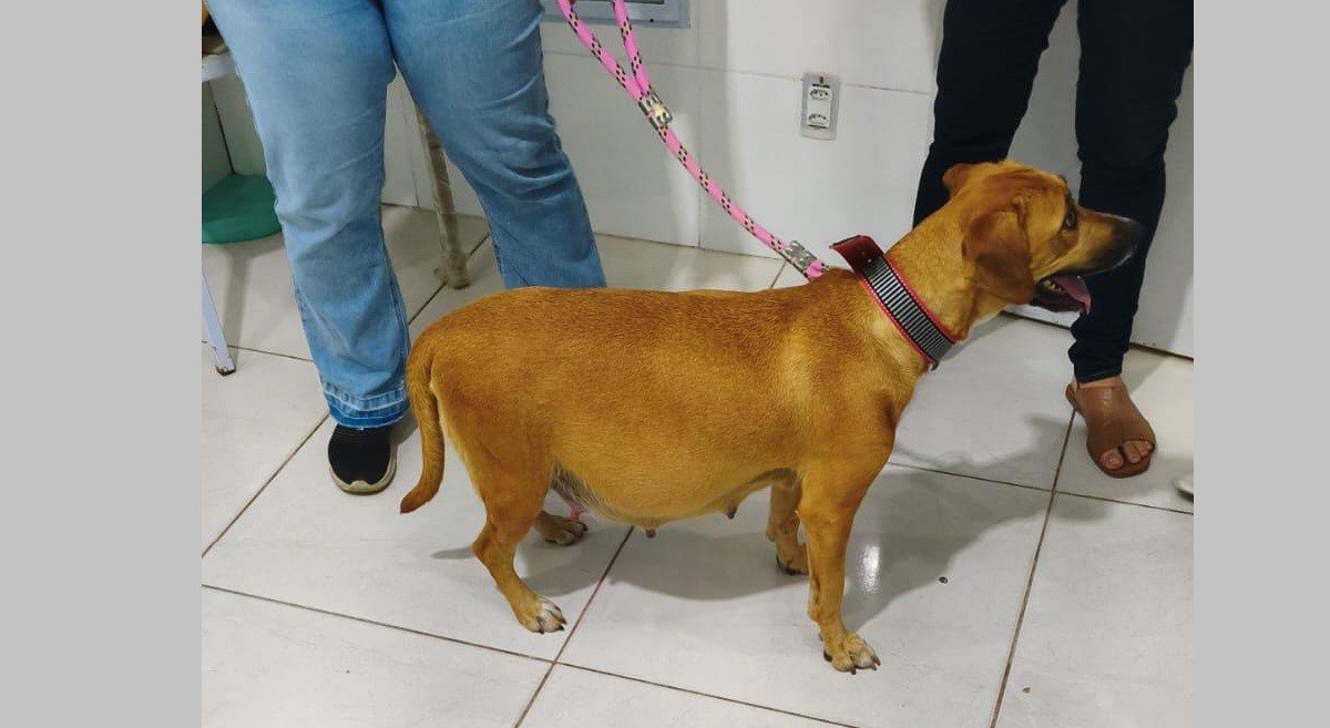 Doze filhotes de uma vez: cadela caramelo passa por cesariana de emergência em Arraial do Cabo