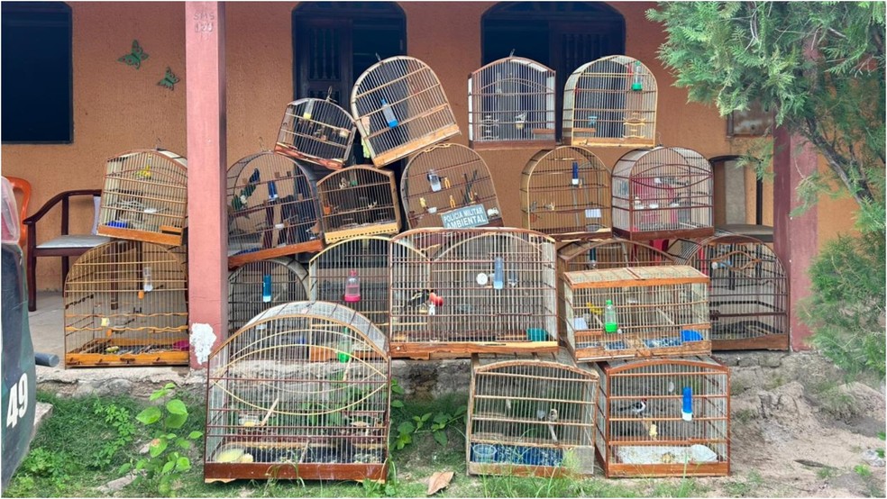 Aves são resgatadas de cativeiro irregular — Foto: Divulgação/SSPDS