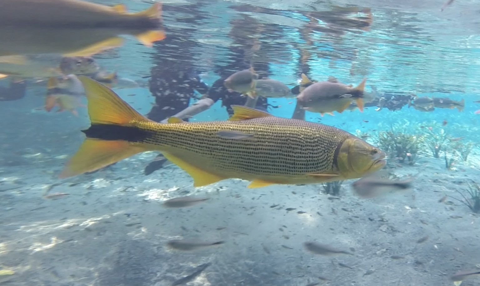 Dourado, símbolo da conservação no Brasil, é considerado invasor no Rio Iguaçu e ameaça peixes endêmicos