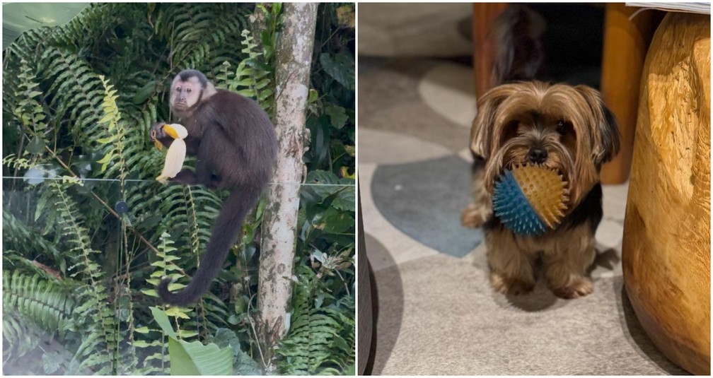 Macaco come banana após invadir casa de luxo e ser perseguido pela cachorrinha Skye, que ama brincar com a sua bolinha — Foto: Arquivo pessoal