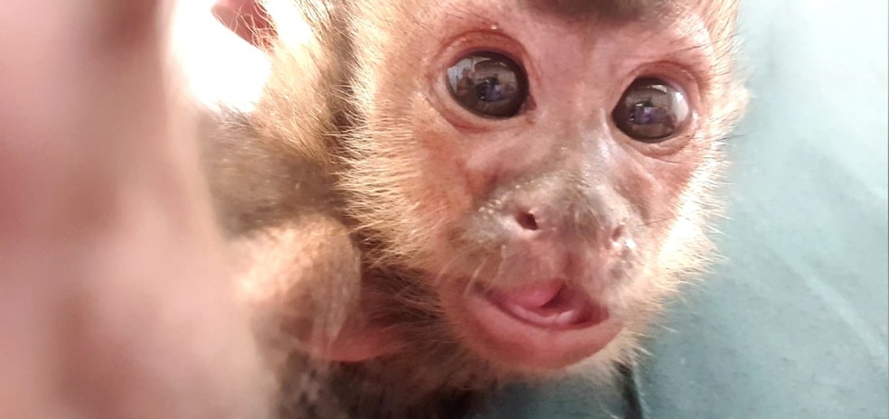Filhote de macaco-prego é resgatado de cativeiro em Caraguatatuba