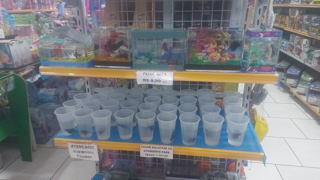 Loja é multada em R$ 75 mil por vender peixes em copos plásticos em Jacarezinho, diz polícia