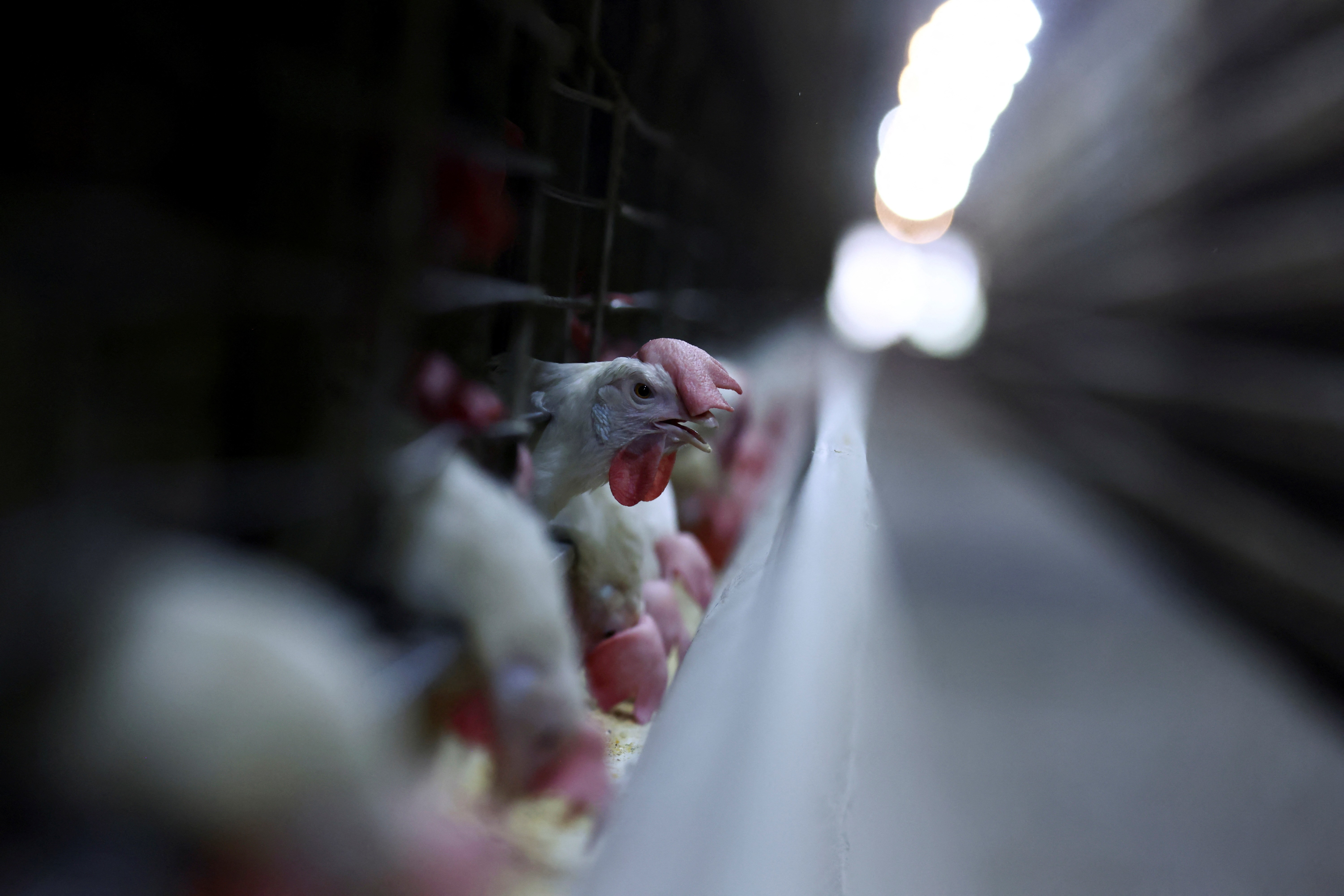 Brasil aumenta exportações de carne de frango em 2025 mesmo com gripe aviária, diz associação