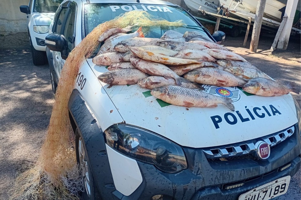 Tarrafa e peixes foram apreendidos pela Polícia Ambiental no Rio Aguapeí — Foto: Polícia Ambiental/Divulgação