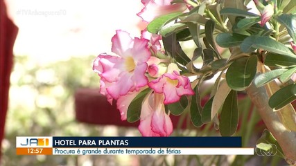 Hotéis para plantas são opção para quem vai viajar durante as férias