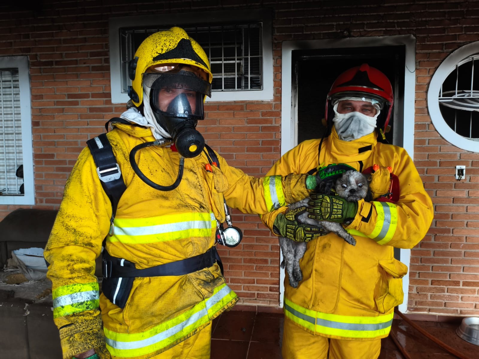 Bombeiros resgatam quatro cães de incêndio em casa de Mogi Mirim