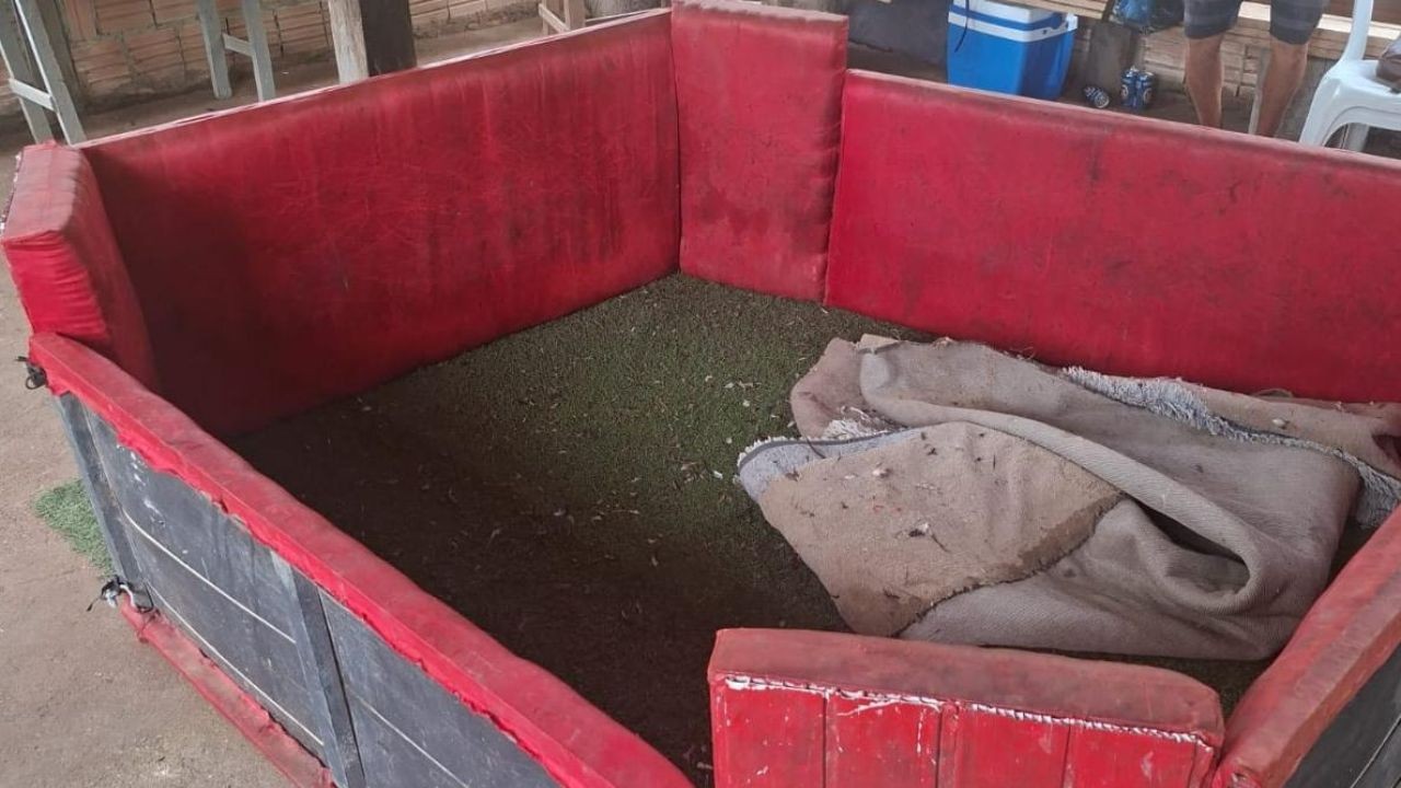 Polícia flagra rinha de galos em sítio próximo a presídio no Amazonas