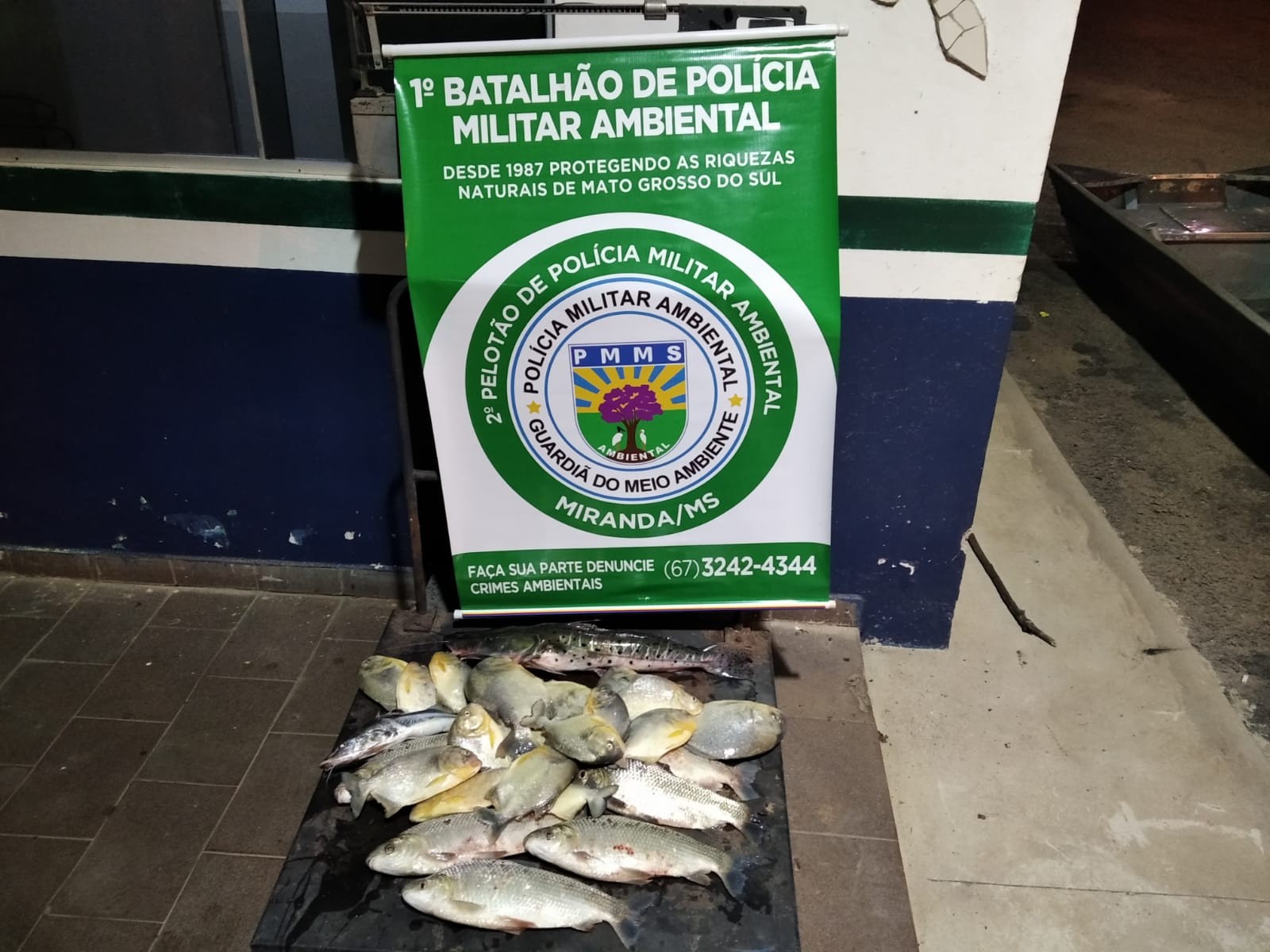 Pescadores sem autorização, com pescado abaixo da medida e usando equipamento proibido são presos em MS