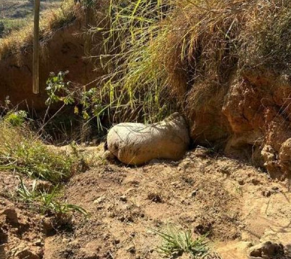 Cavalo morreu após ser mutilado em Bananal (SP) — Foto: Reprodução