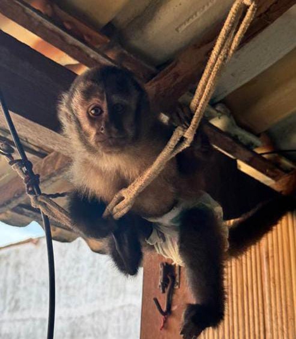 Macaco-prego foi apreendido em operação da PM em Unamar, em Cabo Frio — Foto: Polícia Militar