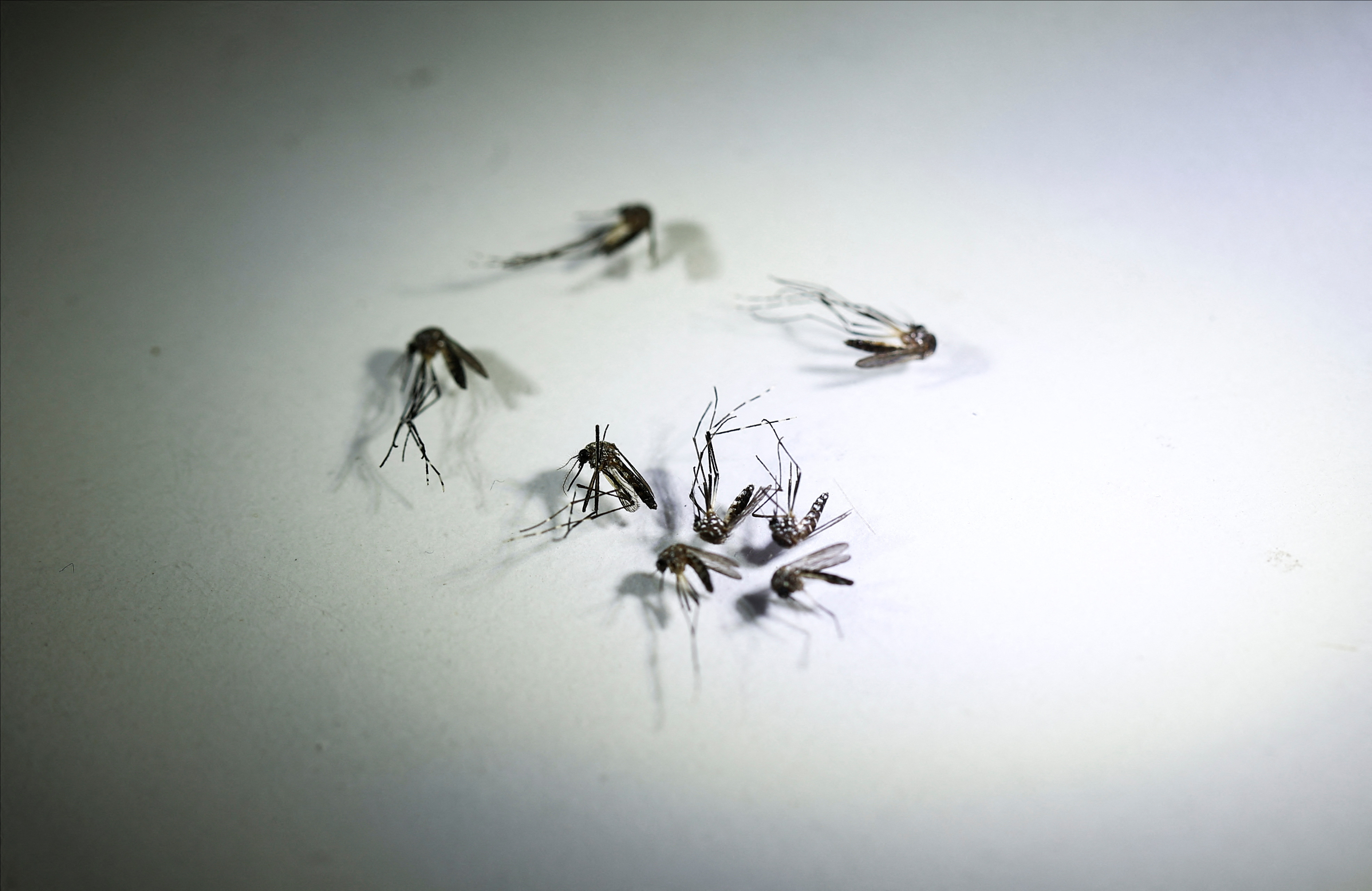 Itapetininga passa de 3 mil de casos de dengue em 2024
