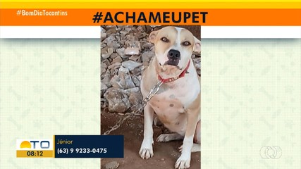 Tutor procura cachorrinha que desapareceu em Palmas.