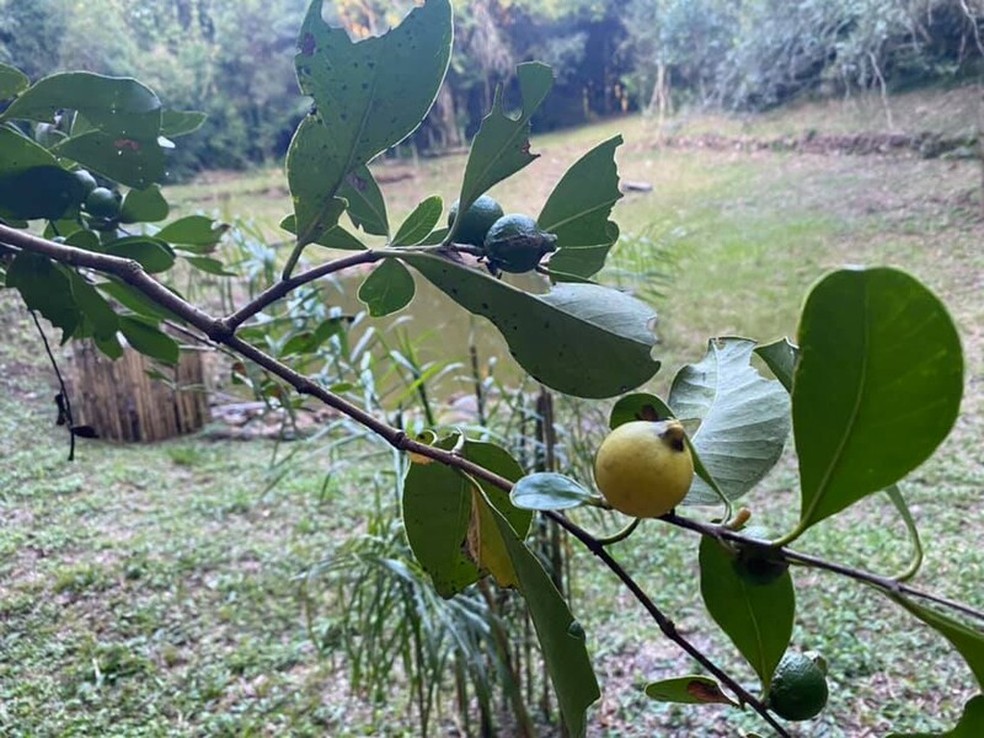 Pé de guabiju em parque ecológico de Guabiju (RS). — Foto: Prefeitura Municipal de Guabiju