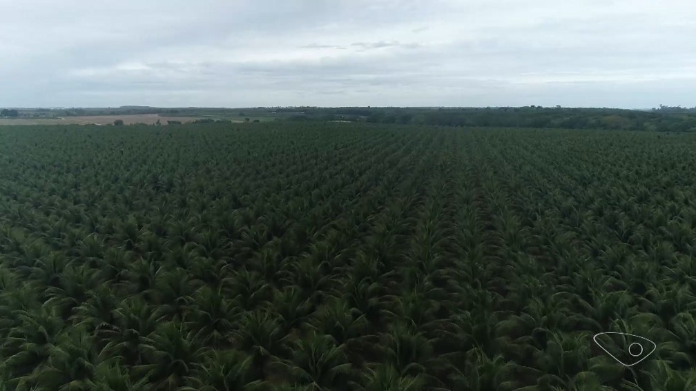Norte do Espírito Santo se destaca na produção de coco-anão — Foto: Reprodução/TV Gazeta