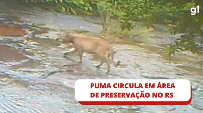 Armadilha filma puma caminhando em parque de SC; veja vídeo