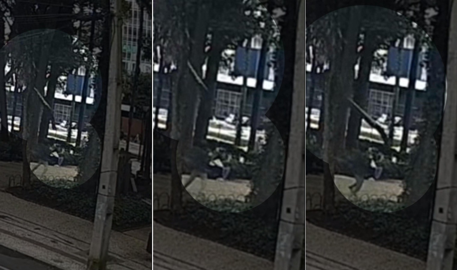 Vídeo mostra momento da queda de galho em cima de jovem na Praça Osório, em Curitiba