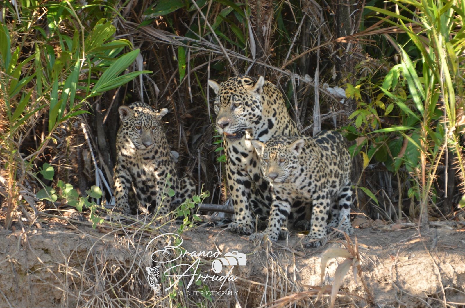 VÍDEO: onça-pintada mostra força ao matar jacaré com quase o dobro de tamanho no Pantanal de MT