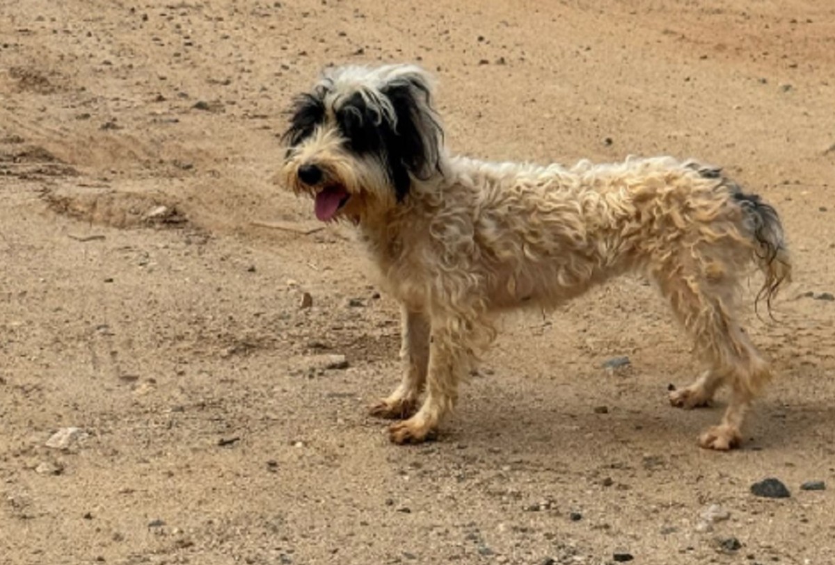 Você Não Tá Convidada pro Meu Bat Mitzvá!