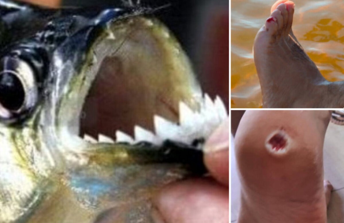 Após 12 ataques de piranhas, cidade do interior de SP faz competição de pesca em represa