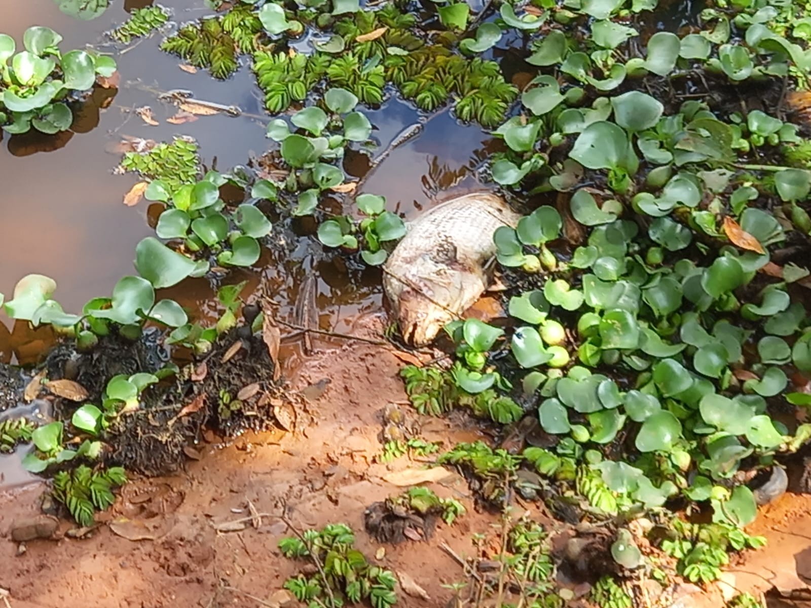 Peixes são mortos com estilingue no interior de SP; prática é proibida e causa fraturas e hemorragias