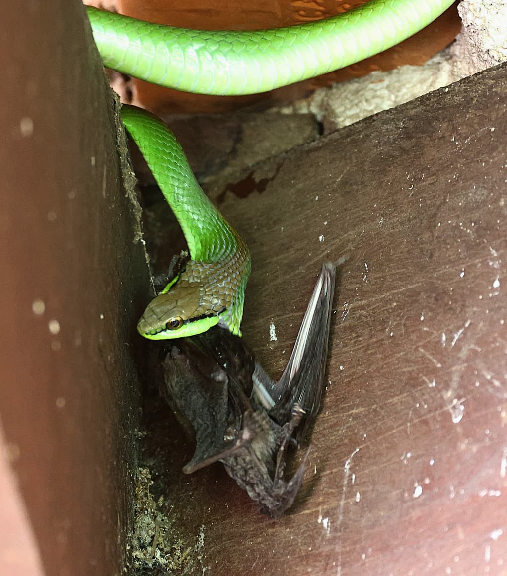 VÍDEO: Cobra-verde é flagrada predando morcego em sítio no interior de SP