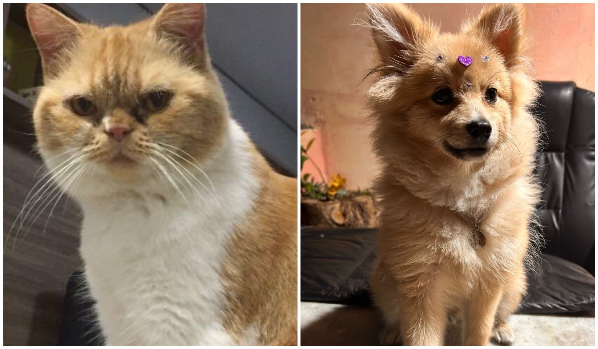 Vídeos Fake de Animais em Salto Ornamentais