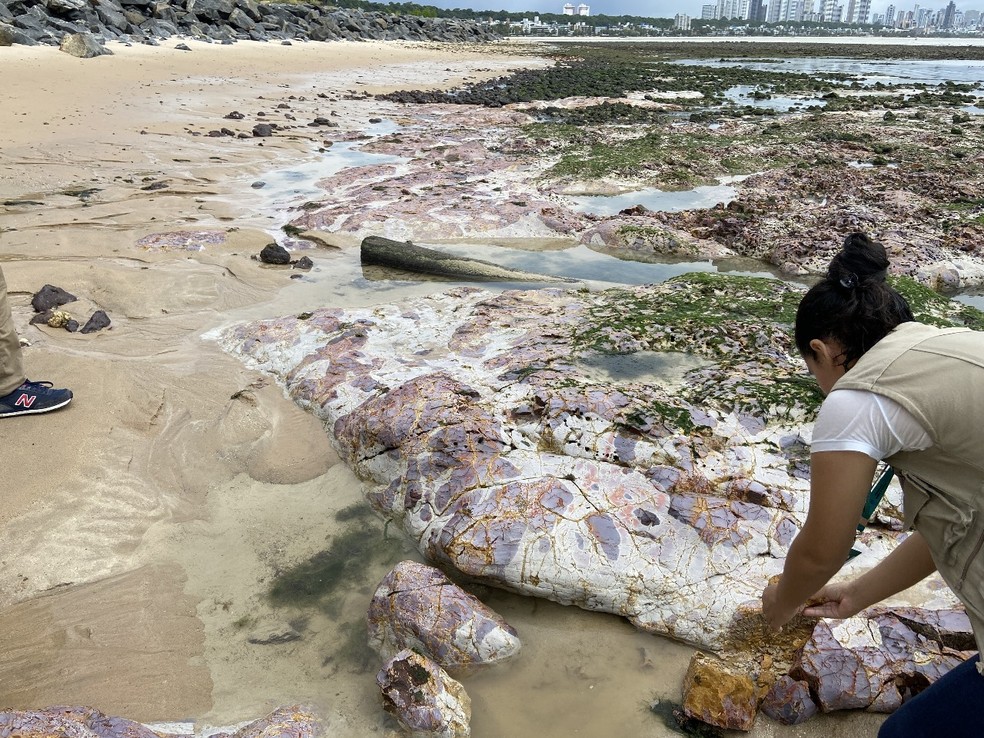 Pesquisadores da UFPB analisam há 6 meses trecho da Praia do Seixas até a Praia do Cabo Branco — Foto: Reprodução: Arquivo pessoal