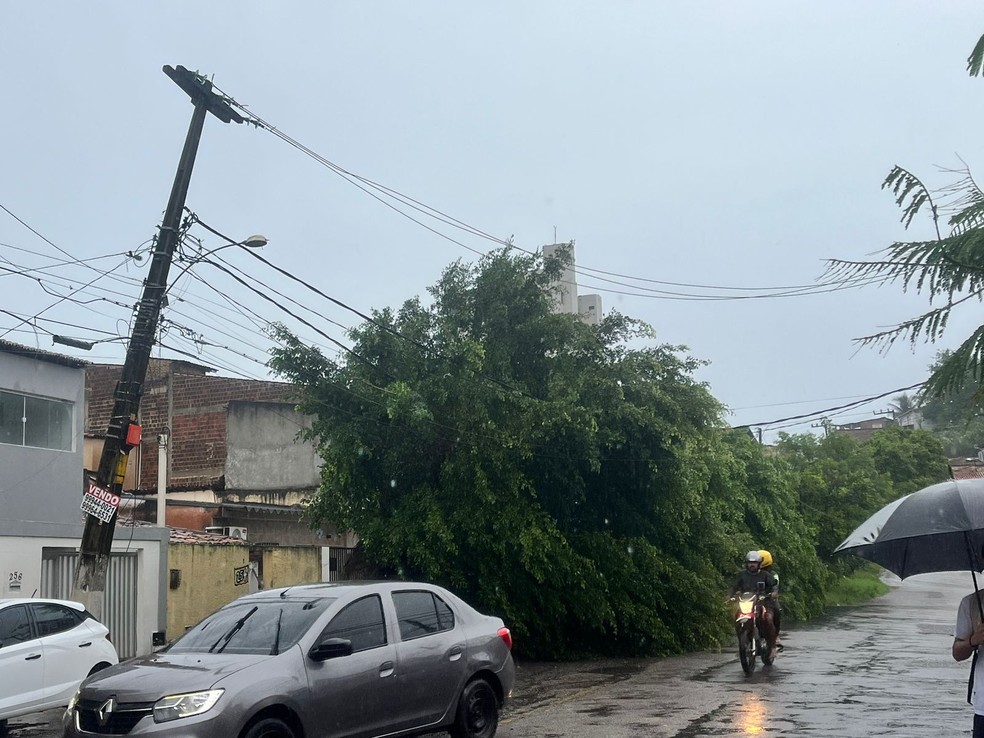 Árvore caiu na Rua Tuiuti, Petrópolis, em Natal — Foto: Vinícius Marinho/Inter TV Cabugi