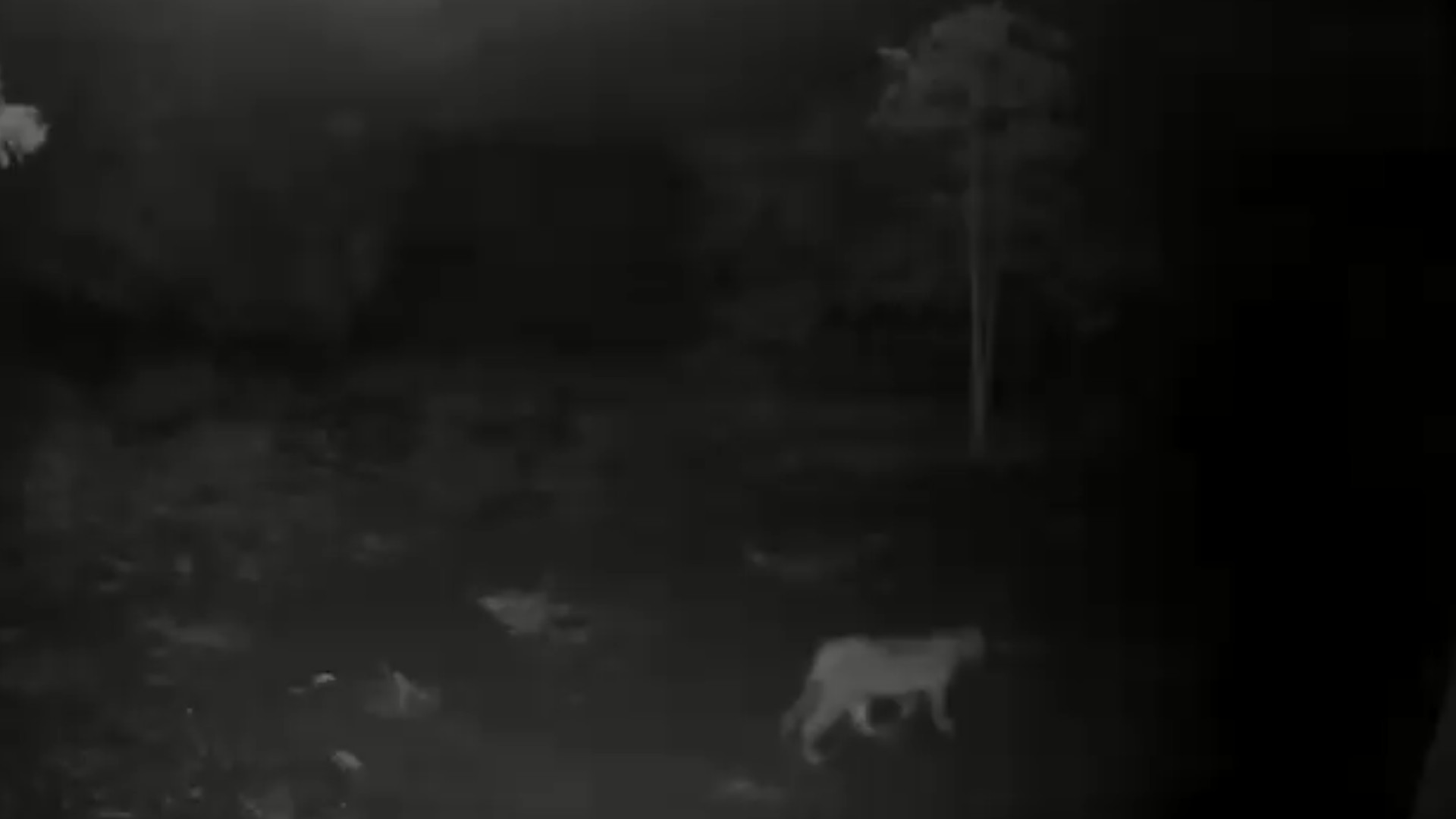 VÍDEO: Onça ronda comunidade rural e devora cães e galinhas durante as noites em MG