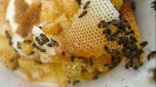 Projeto reverte multas em incentivo financeiro para criadores de abelha do sertão pernambucano  - Programa: Globo Rural 