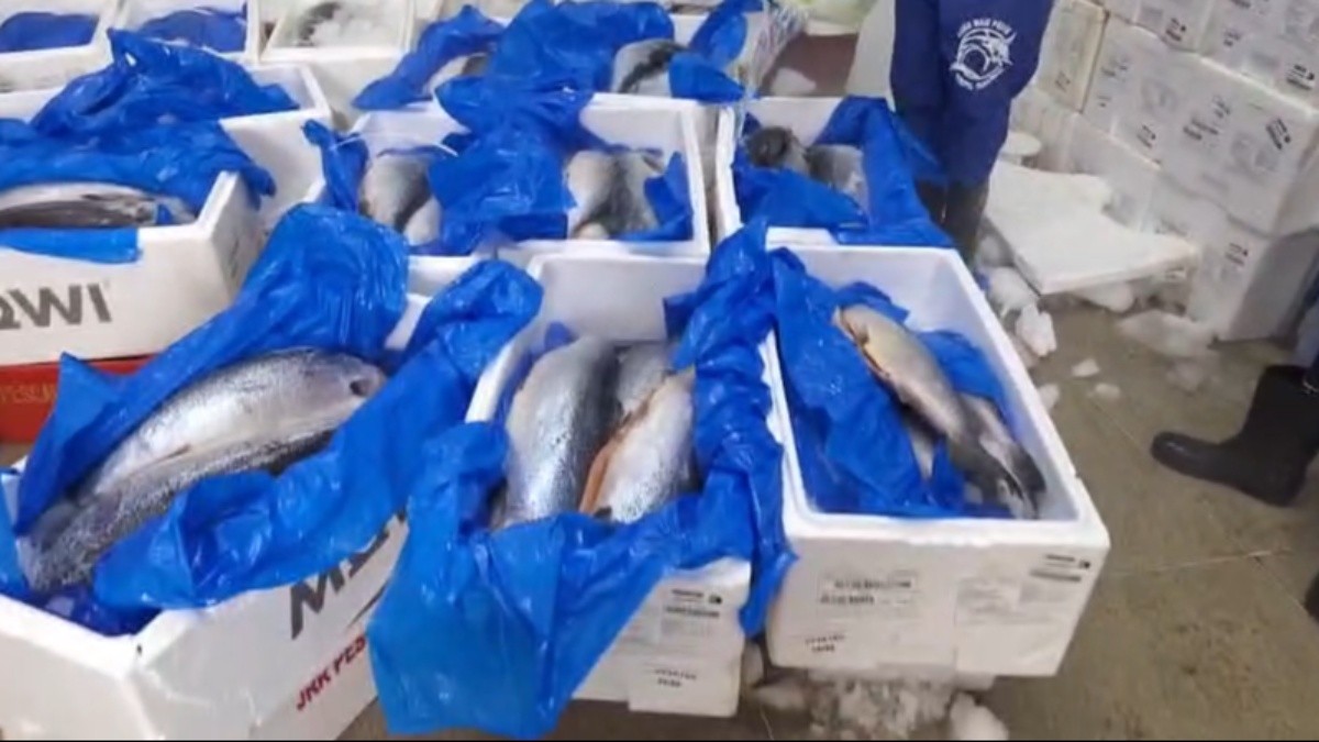 Polícia fecha distribuidora com uma tonelada e meia de peixe vencido no Complexo da Maré