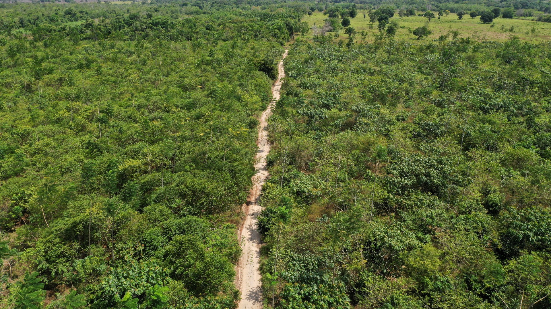 Desmatamento na Amazônia cai ao menor nível desde 1988, aponta Inpe