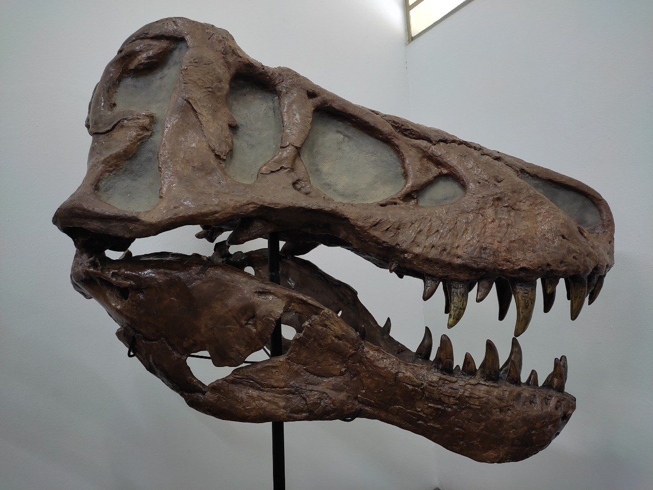 Lar de dinossauros no passado, Taubaté tem museu com ossada de gigante pré-histórico e outras relíquias; conheça