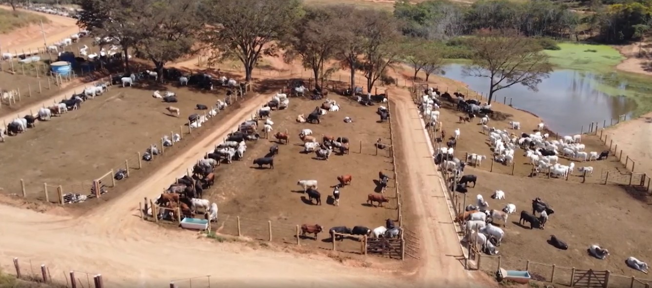 Conheça o 'boitel', o hotel para o gado que ajuda produtores a reduzir custos em MG