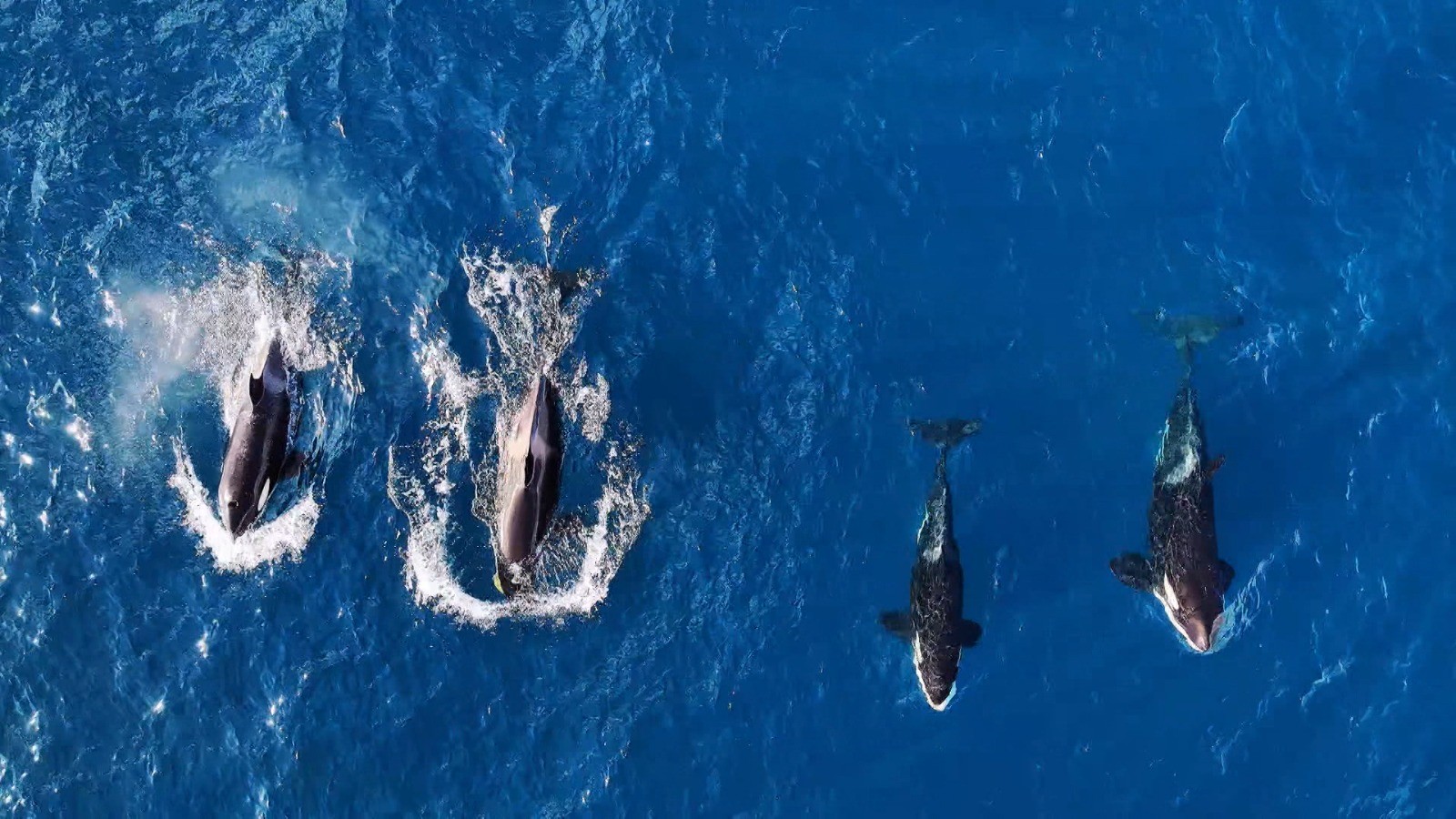 VÍDEO: Grupo de orcas é flagrado nadando no mar de Ilhabela, no litoral de SP