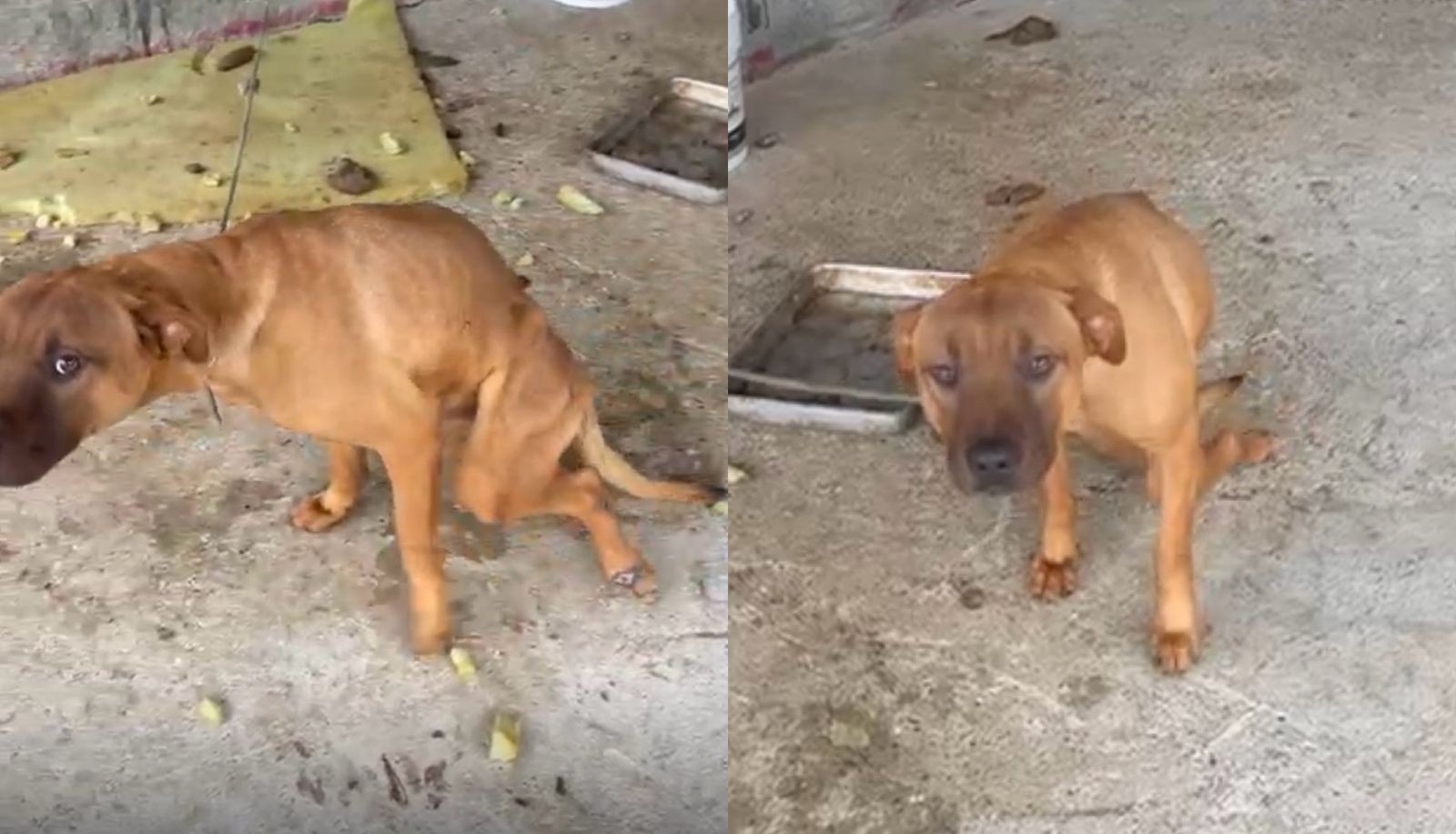 Cão paraplégico é resgatado após ser encontrado amarrado e ferido em SC; tutora foi presa por maus-tratos